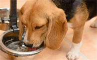 为什么狗狗喝水后干呕