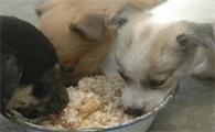 为什么狗狗不能喂米饭