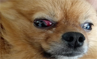 狗狗为什么会眼睛红肿发炎的原因