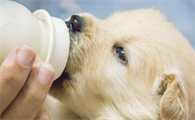 狗狗吃奶粉为什么吐了啊