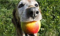狗狗为什么蹭桃子呢