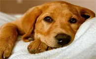 为什么狗狗会得黄疸肝炎的原因