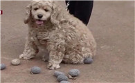 为什么狗喜欢拿石头