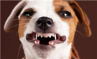 狗的嘴巴为什么会恶臭呢