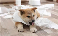 狗狗吃毛巾纸