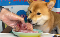 为什么狗要吃肉肉