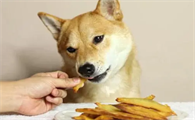 狗吃薯条吗