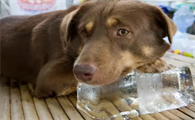 狗为什么喜欢冰块啊