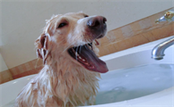 狗为什么自己洗澡