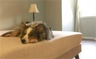 狗为什么睡在一个房间