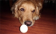 1岁狗狗能吃鸡蛋吗