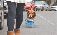 狗为什么喜欢到处逛街