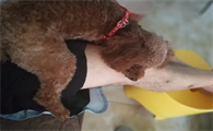 狗为什么老是咬腿毛啊