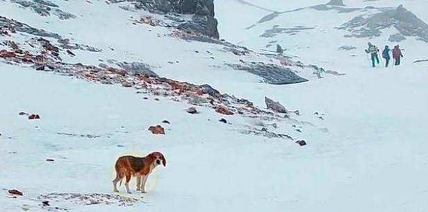 海拔五千米雪山上的狗狗，满身冰碴瘦弱不堪，钻到登山者怀里取暖
