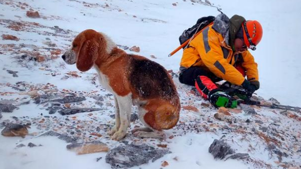海拔五千米雪山上的狗狗，满身冰碴瘦弱不堪，钻到登山者怀里取暖