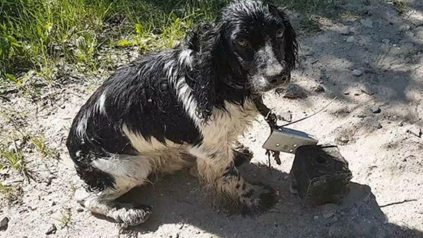 狗狗被丢漏水里，的身上还拴着一个20斤的铁块，狗：它是人干的事？