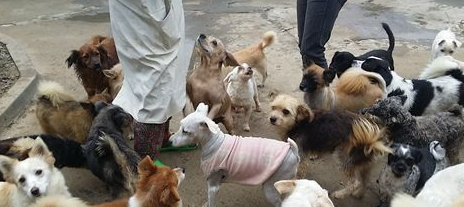 韩国老人为拯救狗狗不被吃 一生积蓄全花光