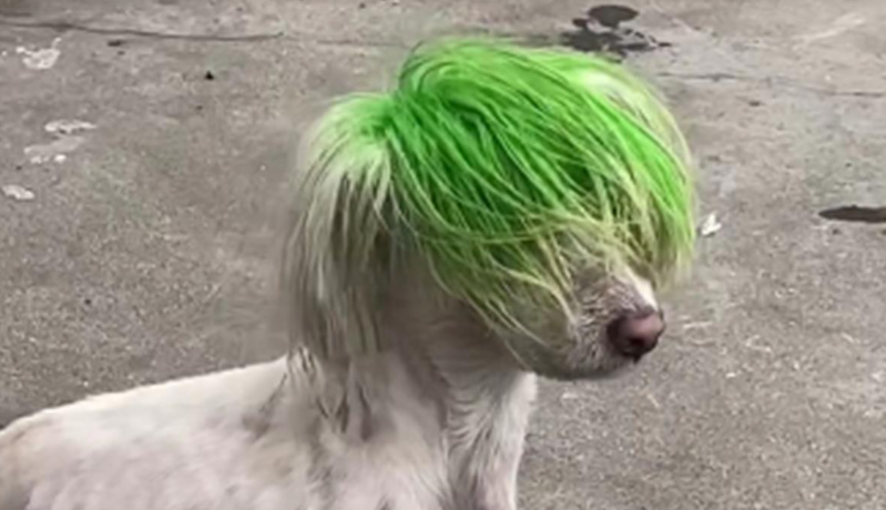 网友接力帮狗子找主人，主人：染绿头发好找