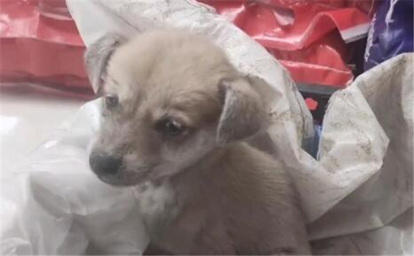 犬瘟、细小加冠状，仅两个月的流浪小奶狗被救助后，默默流着眼泪