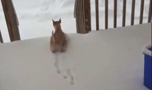 外边下雪了狗狗还想出去玩，結果刚外出就被冻得回去跑，狗：冻脚