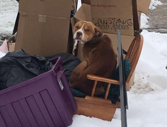 狗狗守着一堆旧家具，一脸懵逼的蜷缩在旧椅上，隔壁邻居道出了实情