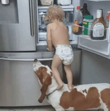 小主人去电冰箱翻东西，拉来狗狗当绊脚石，两脚才站在不幸发生了