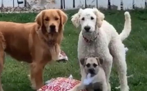 三只狗正专心致志拆枕芯，他们看到主人家后好尴尬：你如何提早回家了？