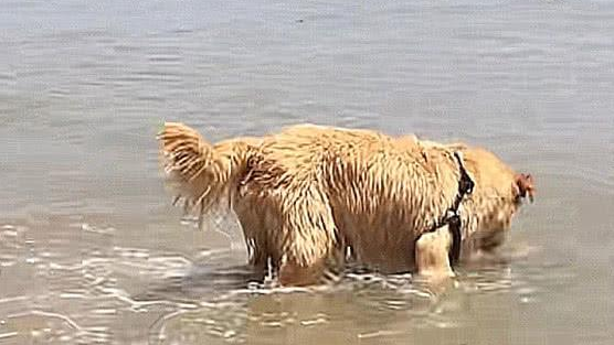 狗狗去海边玩耍玩一头扎进水里后，见到咬出去的物品，令人大吃一惊