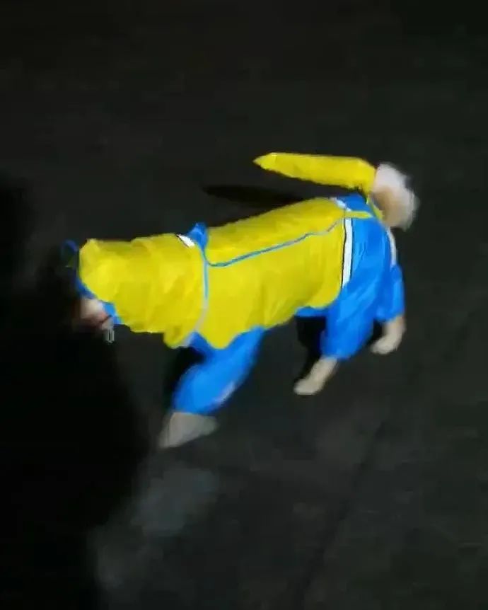  给狗狗穿雨衣散步，铲屎官傻眼了：还不如不穿！