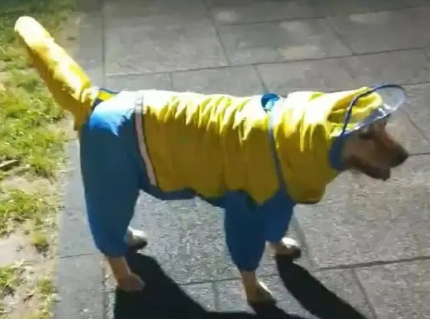 给狗狗穿雨衣散步，铲屎官傻眼了：还不如不穿！