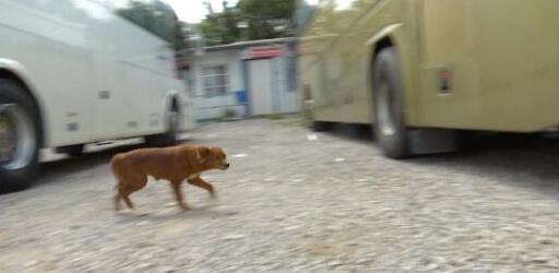 南京一公园内惊现成群流浪狗，体型偏大引发担忧