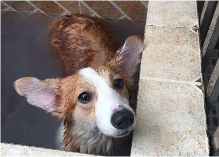狗狗很聪明就是不肯洗澡,主人无可奈何施展苦肉计,实际效果还挺不错