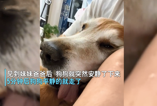 狗狗临终前，为了见主人最后一面痛苦强撑，汪：终于等到你了