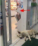 网民去便利店购物，见到大门口入睡一只狗狗，要一进门的她笑到腿抽筋