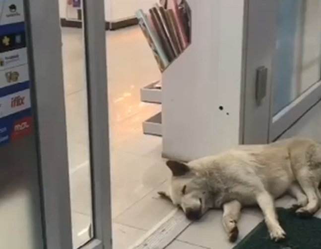网民去便利店购物，见到大门口入睡一只狗狗，要一进门的她笑到腿抽筋
