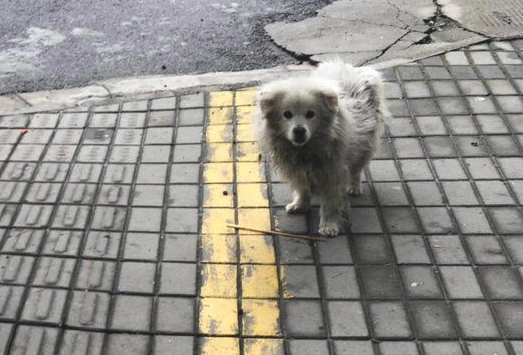 流浪狗默默地跟随在她背后，女生收养二天后见到它的主要表现禁不住辛酸