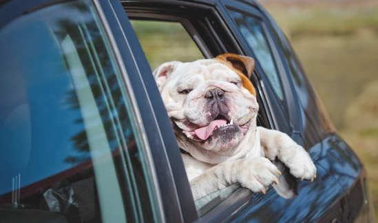 驾车带狗狗去玩，却造成紧急事件，交通出行前该掌握哪些小常识？
