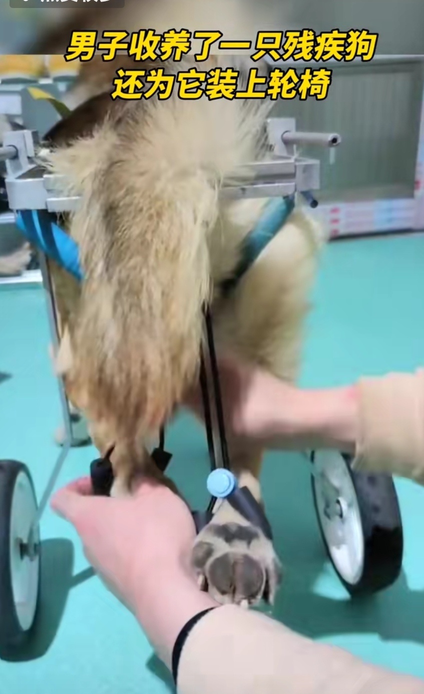 半身瘫痪狗狗坐上了轮椅，跑的也不慢