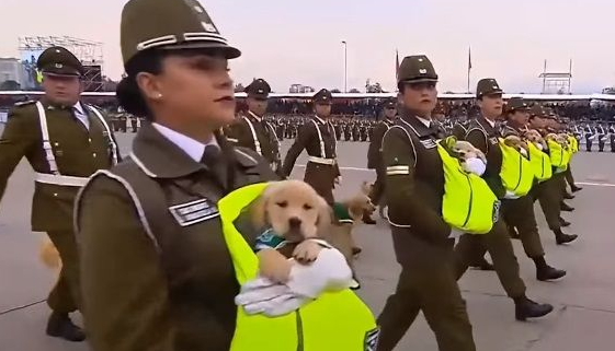 史上最可爱阅兵典礼 未来的军警犬来见世面啦