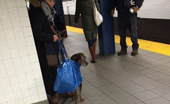 会移动的塑胶袋 主人袋狗偷渡搭纽约地铁