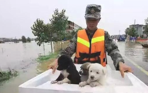狗狗被洪水冲跑，主人义无反顾救治，值不值？
