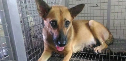 环保局违法运送怀孕弃养犬 下回不帮这个忙