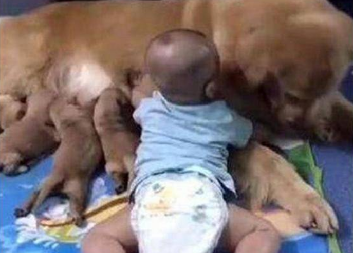 金毛狗狗在喂母乳，发觉有人挨近，当心地仰头一瞧，一脸无可奈何