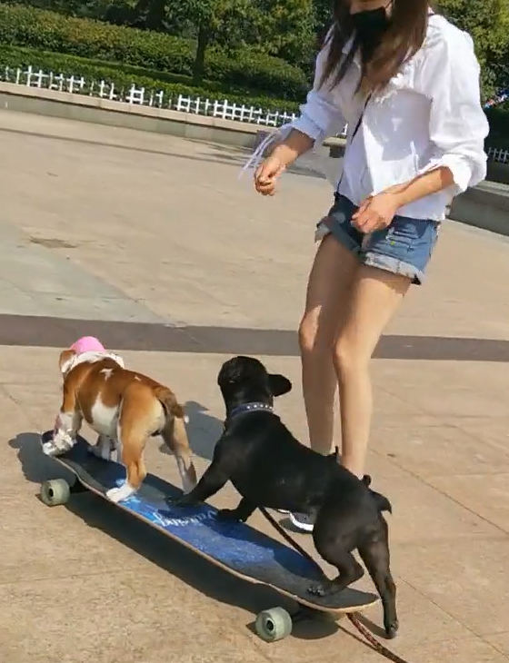 二只狗狗一起溜滑板，没想下一秒产生车祸事故，两狗被撞一脸懵逼