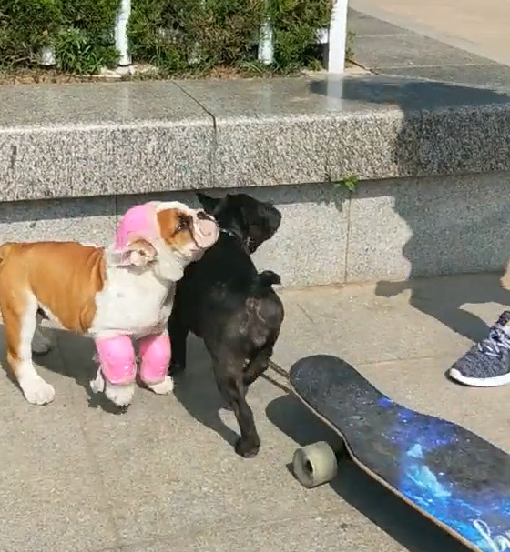 二只狗狗一起溜滑板，没想下一秒产生车祸事故，两狗被撞一脸懵逼