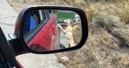 荒郊野外偶遇流浪狗，赖在好心人的车子里不离开，该不该留下它？