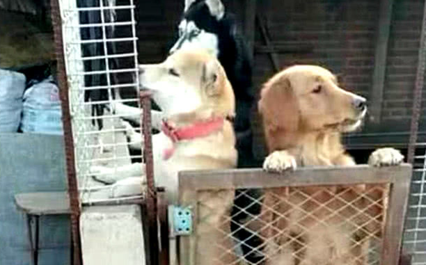 三只狗狗被装进笼子里，见到土狗爬出来后，金毛和二哈反映会亮