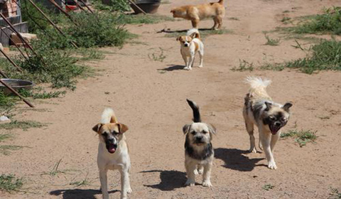 流浪狗无力照顾8只小狗，将它们都叼去民宿寻求帮助，结局很温暖