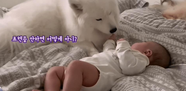 女主生了宝宝，大白狗把它当“宝”一样，还懂得给它盖被子 