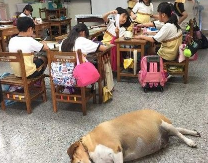 小学校犬被不断喂食胖成猪 校导请勿喂食帮忙减肥